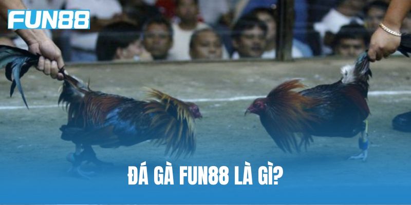 Giới thiệu tổng quan về Đá gà FUN88