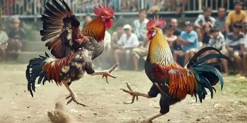 Cách tham gia Đá gà FUN88 chỉ với vài bước đơn giản